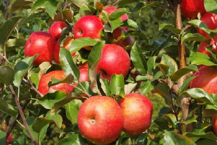 honey_crisp